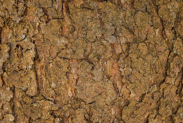 Casca de madeira de uma árvore florestal com um padrão marrom natural.Textura . — Fotografia de Stock