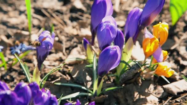 Albinele colectează nectar din florile înfloritoare de Crocus albastru într-o lamă de pădure — Videoclip de stoc