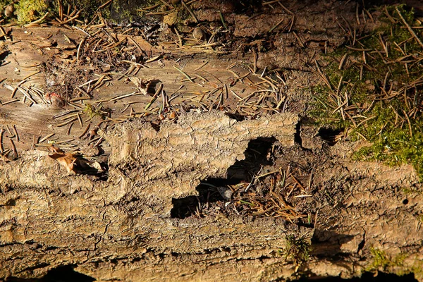 A textura da árvore velha da floresta é coberta com um corte irregular — Fotografia de Stock