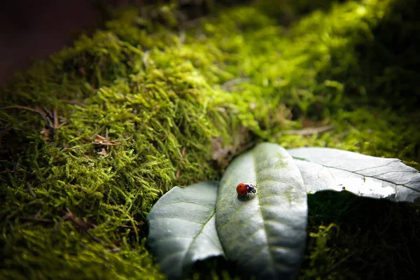 Coccinelle insecte assis sur une feuille sur une souche couverte de mousse verte.Arrière-plan . — Photo