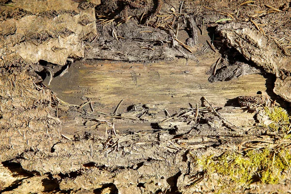 A textura de uma árvore velha da floresta com um tronco ragged danificado do marrom — Fotografia de Stock