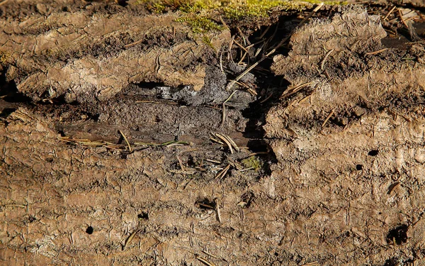 Tekstura starego drzewa leśnego z uszkodzoną nieposzarpane tułowia — Zdjęcie stockowe