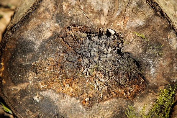 Velha fatia podre de árvore velha floresta caída com musgo verde — Fotografia de Stock