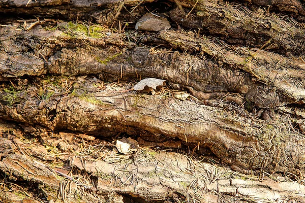 De romp van een oude gevallen eik met een ruw getextureerde vorm close-up — Stockfoto