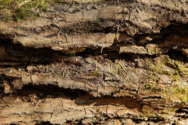 De stam van een oude gevallen boom met een ruwe textuur vorm — Stockfoto