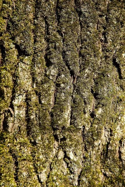 Kůra lesního stromu je pokryta zeleným mechem s texturovaného povrchu — Stock fotografie