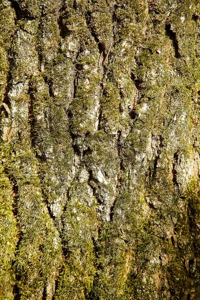 Het bos boom is bedekt met groene mos met een getextureerde oppervlak — Stockfoto