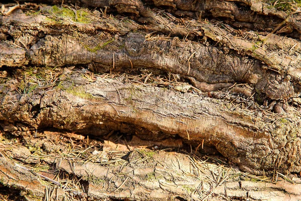 Madeira podre caída velha com furos na superfície — Fotografia de Stock