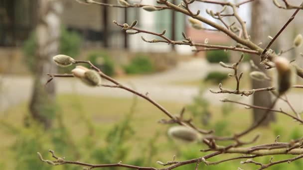 Распухшие почки в саду Магнолии ранней весной в апреле 1920 года — стоковое видео