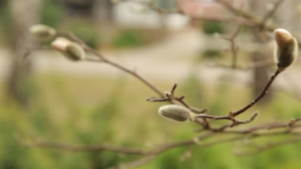 Gezwollen toppen in de tuin van witte Magnolia in het vroege voorjaar in april HD 1920 — Stockvideo