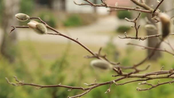 Пушистые почки Магнолии цветут в саду рядом с домом HD 1080 — стоковое видео