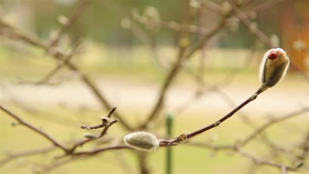 Red with black dots ladybug crawling on fluffy white Magnolia Bud HD 1920 — Stock Video