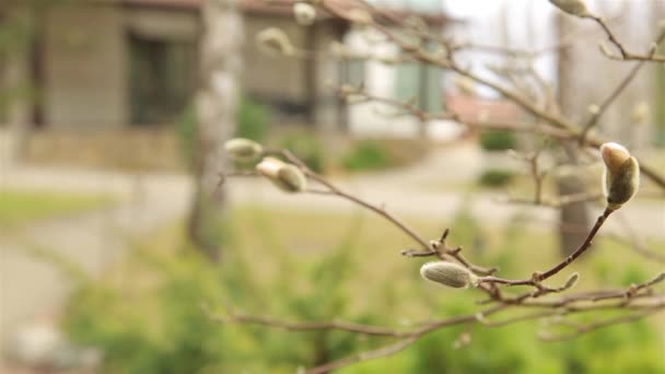 Gezwollen pluizige toppen van witte Magnolia in het vroege voorjaar in april HD 1920x1080 — Stockvideo