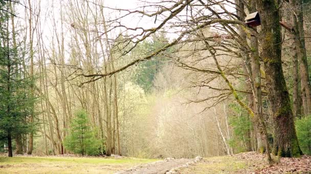 La route en bois mène à travers la région du parc forestier au début du printemps HD 1920 — Video