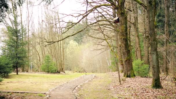 Início da primavera em bosque de carvalho HD 1920x1080 — Vídeo de Stock