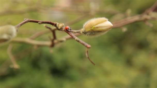 Coccinelle rampant sur les branches et les bourgeons de Magnolia blanc printemps HD 1920 — Video