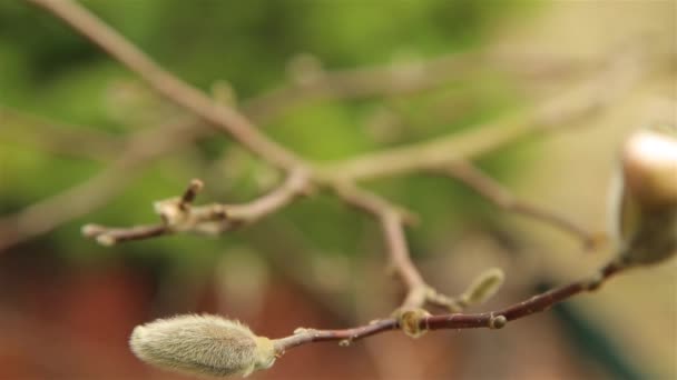 Beruška se pohybuje na pobočkách a pupích Magnolia Bushe začátkem jara v dubnu HD 1920x1080 — Stock video