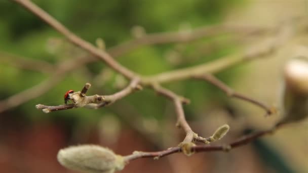 Coccinelle dans le jardin rampant lentement à travers les branches de Magnolia HD 1920x1080 — Video