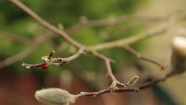 Beruška se rychle pohybuje po větvích Magnolia Bush na začátku jara v dubnu — Stock video