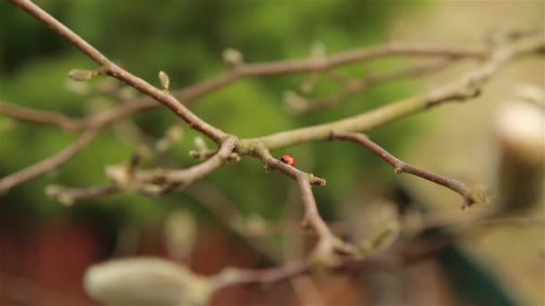 Lieveheersbeestje rood met zwarte stippen beweegt snel door de takken van de Magnolia Bush in het vroege voorjaar — Stockvideo