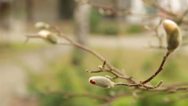 Coccinelle rouge rampant sur un bourgeon Magnolia blanc moelleux au début du printemps HD 1920x1080 — Video