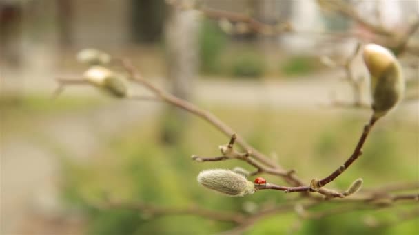 Czerwona biedronka indeksowania na Magnolia Bud wczesną wiosną w kwietniu HD 1920x1080 — Wideo stockowe