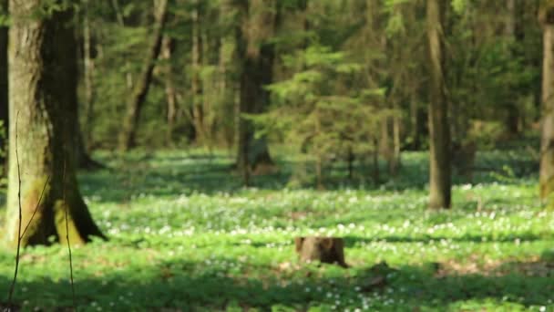 Dans la vieille forêt tout en chutes de neige HD 1920x1080 — Video