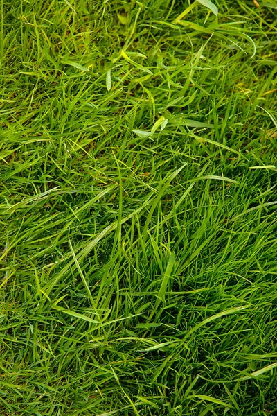 개인 주택의 잔디밭에서 자라는 키가 큰 녹색 잔디 — 스톡 사진
