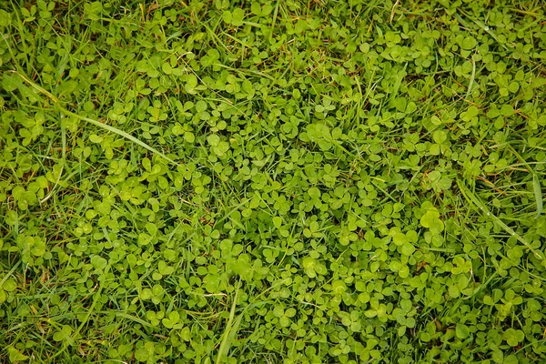 Зеленый клевер растет на газоне частного дома в мае — стоковое фото