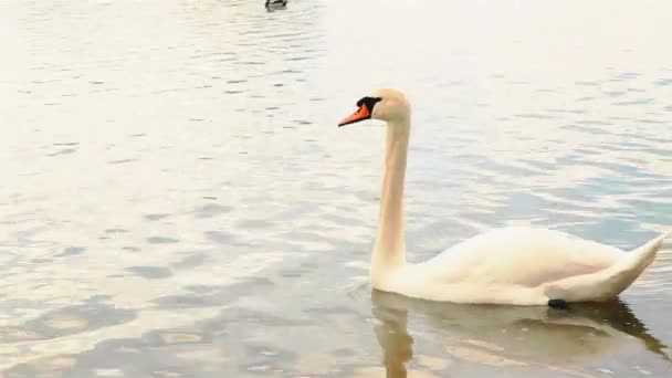 Mooie witte zwaan zwemt op het meer in de lente HD 1920x1080 — Stockvideo