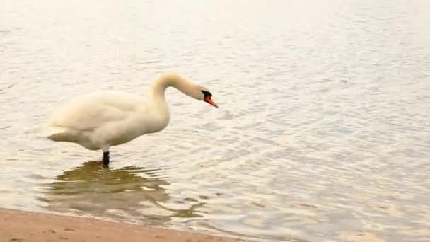 Белый лебедь на открытом воздухе в пруду городского парка HD 1920x1080 — стоковое видео