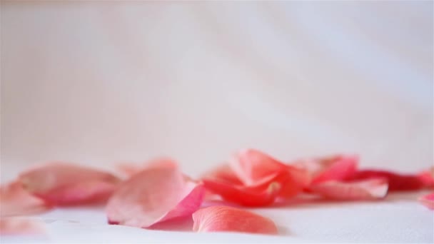 Pétales de rose rose tombent de haut en bas sur fond blanc — Video