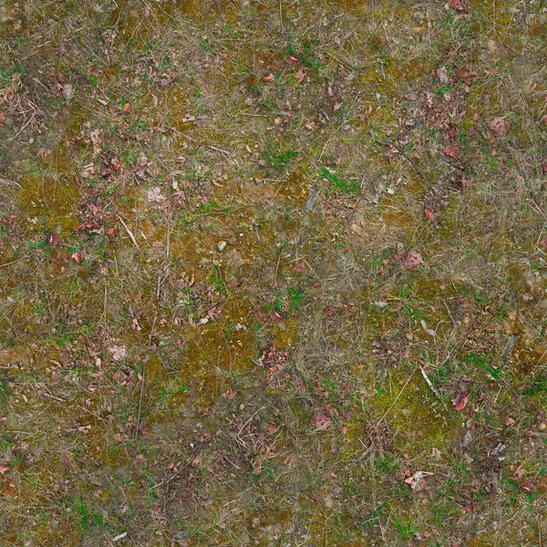 O chão é coberto com musgo verde e galhos. Textura ou fundo — Fotografia de Stock