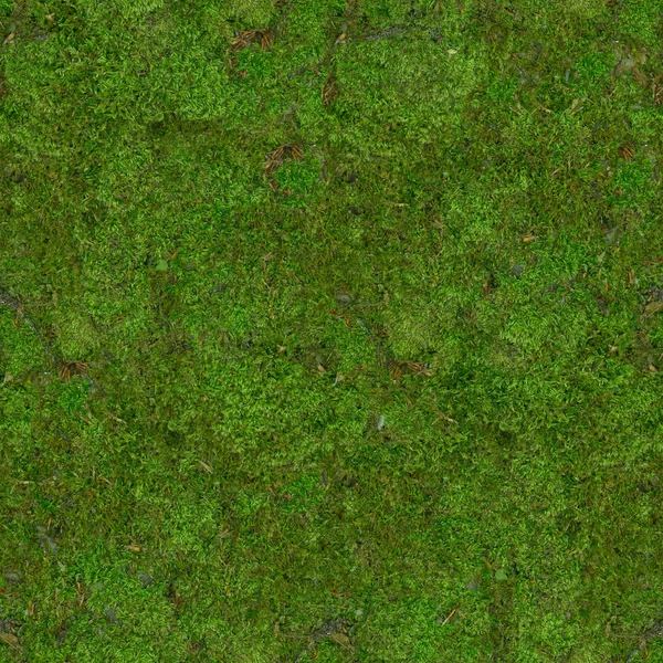 Le sol forestier sous les pieds est recouvert de mousse verte.Texture ou fond — Photo