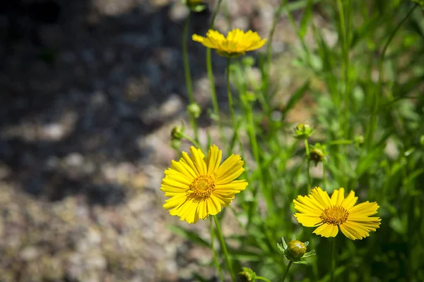 Fiori chiamati fioritura doronicum in una aiuola in giallo brillante .Texture o sfondo . — Foto Stock