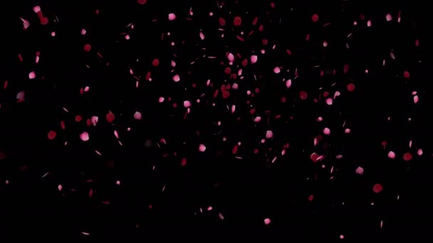 Falling pink rose petals on black background 4K