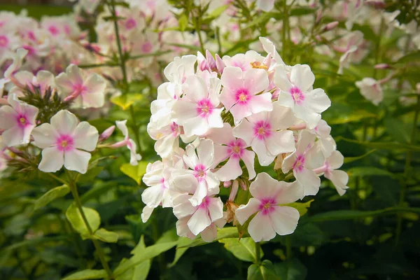 Verão floresceu pequenas flores rosa Phlox.Texture ou fundo — Fotografia de Stock