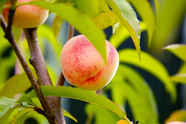 一个桃子正在花园里的一棵树上成熟。结构或背景 — 图库照片