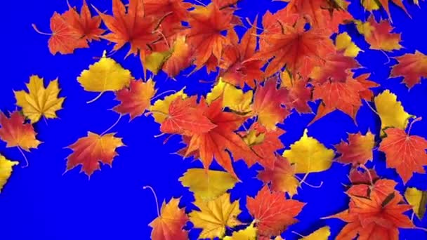 파란 배경에 산재해 있는 단풍나무 잎 HD 1920X1080 — 비디오