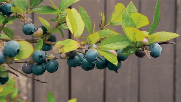 부시 HD 1920X1080 나뭇가지에 걸려 있는 블루베리 열매 — 비디오