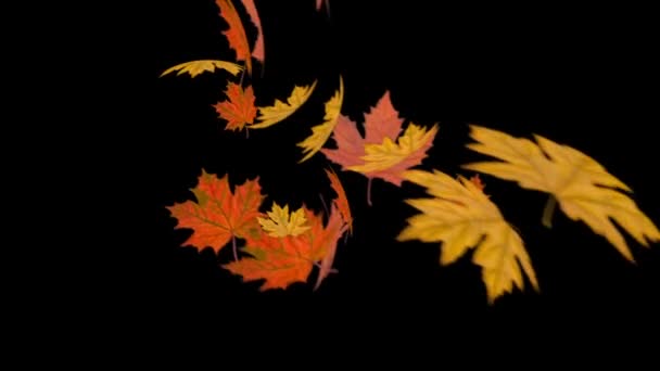 Tomber feuillage d'automne sur un fond noir HD — Video