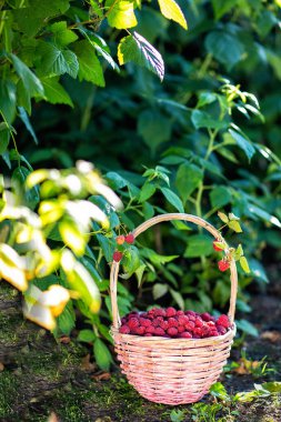 Yaz arka plan. Malzeme çekme çilek. Bir sepet bir ahududu çalı yanında ahududu meyveleri