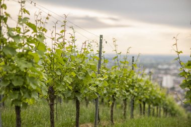 Baharda genç üzüm bağları. Bahçeler, doğa