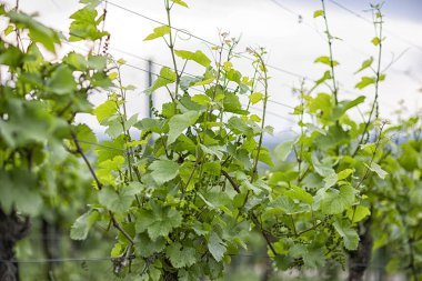 Baharda genç üzüm bağları. Bahçeler, doğa