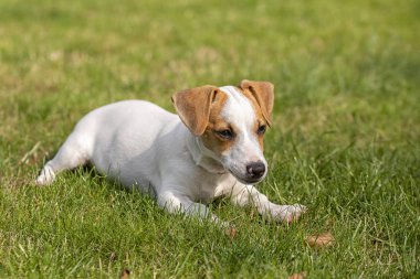 Üç aylık köpek yavrusu Jack Russell Terrier çimüzerinde yürüyor. Köpek yetiştiriciliği. Evcil hayvanlar ve bakım.