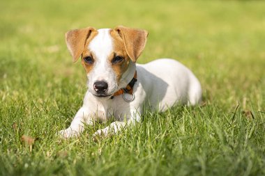 Üç aylık köpek yavrusu Jack Russell Terrier çimüzerinde yürüyor. Köpek yetiştiriciliği. Evcil hayvanlar ve bakım.