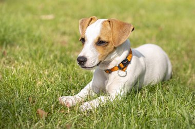 Üç aylık köpek yavrusu Jack Russell Terrier çimüzerinde yürüyor. Köpek yetiştiriciliği. Evcil hayvanlar ve bakım.
