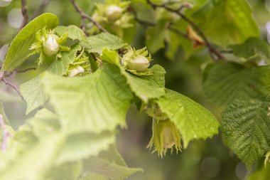 Bitki dokuları ve arka planlar. Fındığın olgunlaşması. Yeşil doku