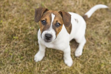 Üç aylık köpek yavrusu Jack Russell Terrier çimüzerinde yürüyor. Köpek yetiştiriciliği. Evcil hayvanlar ve bakım.