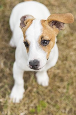 Üç aylık köpek yavrusu Jack Russell Terrier çimüzerinde yürüyor. Köpek yetiştiriciliği. Evcil hayvanlar ve bakım.